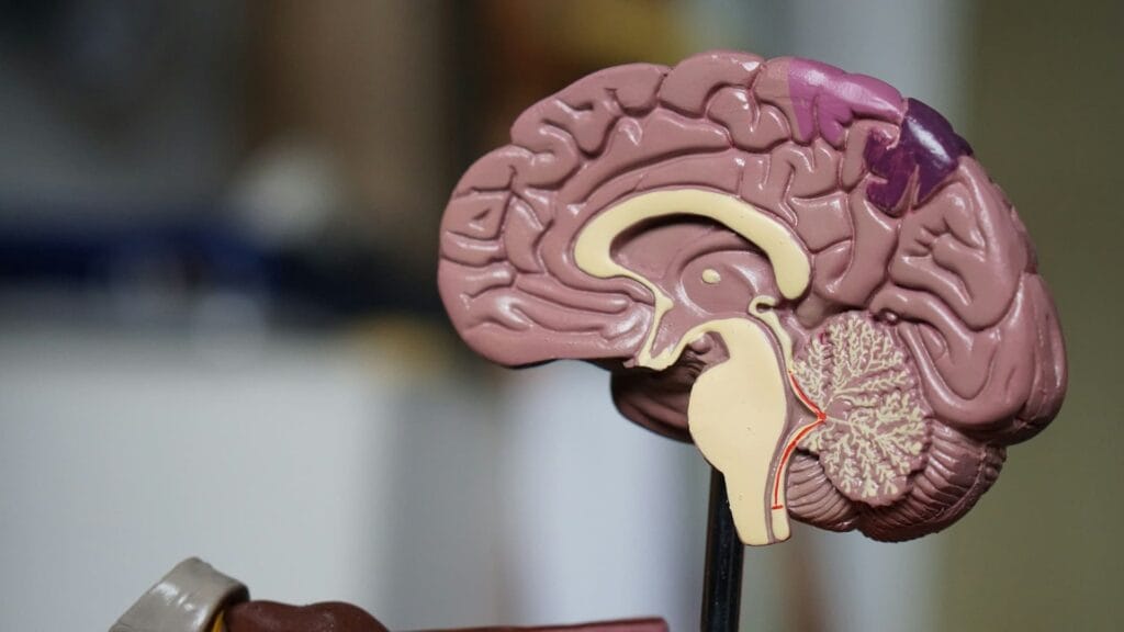 15 Ways to Keep Your Brain Young and Healthy